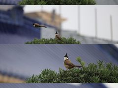 -广州中山纪念堂