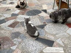 -喵屿·大理花园猫咖