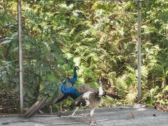 -福建鲤鱼洲酒店