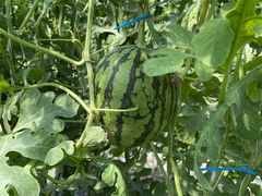 -庞各庄西瓜蔬菜采摘园·锦华瓜园