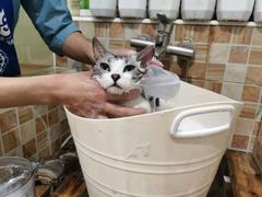 -汪小喵宠物·戴维斯乐芳希施宠馨宝皮毛调理洗护店