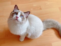 -猫大福·Fortune Cat猫舍(百子湾店)