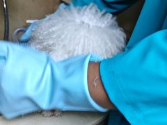 -佳雯宠物医院·皮肤科·内外科(春晓路分院)