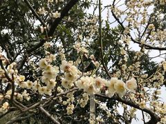 -雨花胜境