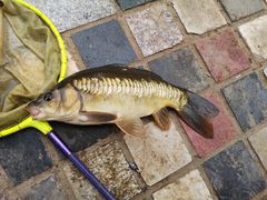 -酷鱼垂钓CLUB(朝阳区博大路店 )