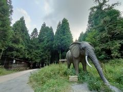 -武陵山森林公园