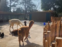 -昆明动物园