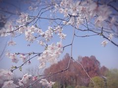 -顾村公园