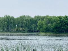 -东郊湿地公园
