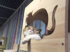-小时光咖啡馆(开森度假森林店)