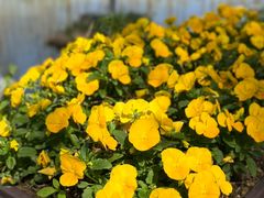 -合肥滨湖国家森林公园