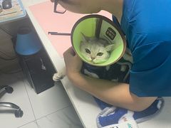 -嘉馨宠物医院·CT影像转诊·心脏科·犬猫全科诊疗中心(下沙大学城院区)