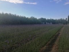 景点薰衣草庄园-渔岛海洋度假区