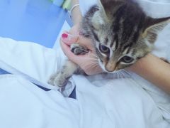 -佳怡动物医院·平价24小时·猫专科骨外科