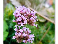 -三圣花乡旅游区