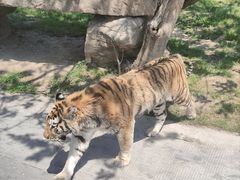 -上海野生动物园