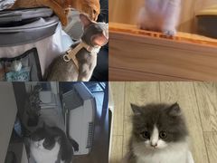 -欣宠猫屋·矮脚拿破仑·蓝金金渐层