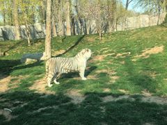 -北京野生动物园