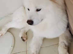 -怪兽屋·羊驼·猫咖·狗咖(俊华广场店)