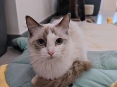 -有喵·猫咖·狗咖·30几只猫10只小狗(岗厦店)