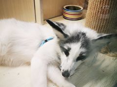 -藦茜花园宠物主题亲子互动体验馆(国顺东路店)