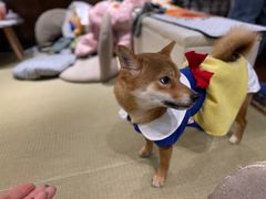 -逗柴咖啡屋·狗咖猫咖宠物桌游