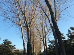 -大兴滨河森林公园