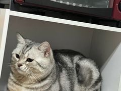 -屋虎猫馆(宝安大仟里店)