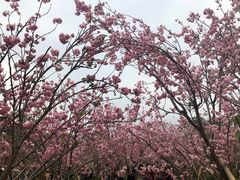 -天适樱花悠乐园