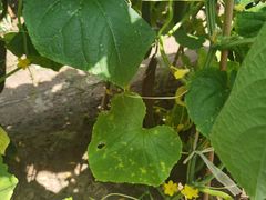 -前小桔亲子创意农场·草莓采摘·露营烧烤