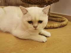 -猫腻·猫咖·撸猫馆(星光大道店)