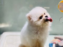 -momokira米努特·德文卷毛猫·棉花面纱犬