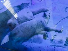 -海合安成都极地海洋公园
