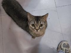 -我爱猫咪·猫咖·狗咖·安哥拉兔·羊驼咖(小寨华旗店)