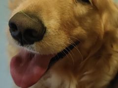 -瑞鹏宠物医院·爱宠堂·骨外专科(西荷分院)