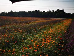 -紫颐香薰山谷景区