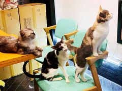 -猫色咖啡·猫咖