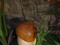 -菌彩云南野生菌火锅(呈贡七彩云南第壹城店)