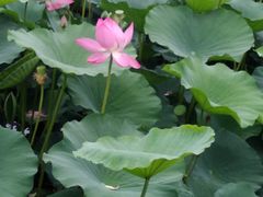 -长春市南湖公园