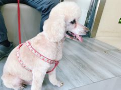 -爱侣宠医·鹦鹉专科·小型哺乳类·异宠专科(灵石路店)