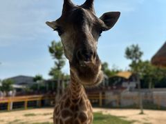 -西霞口神雕山野生动物世界