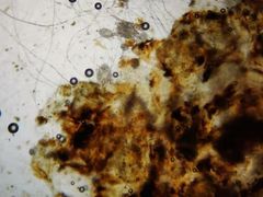 -欧奕国际动物医院