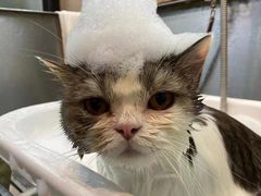 -PETKIT小佩宠物·低压洗护(国顺东路店)