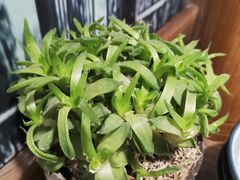 -太平张醪糟(翔凤店)
