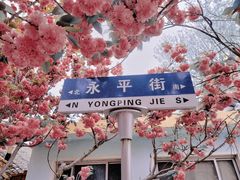 -莱阳濯村樱花园