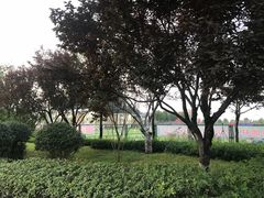 -山东鲁能乒乓球学校