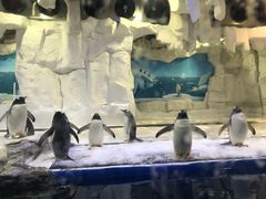 -华夏文旅海洋公园