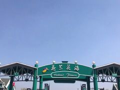 -荷兰花海
