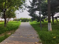 -大兴滨河森林公园