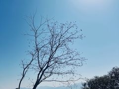 -黄贤森林公园